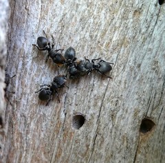 Cephalotes multispinosus