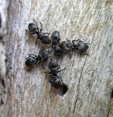 Cephalotes multispinosus