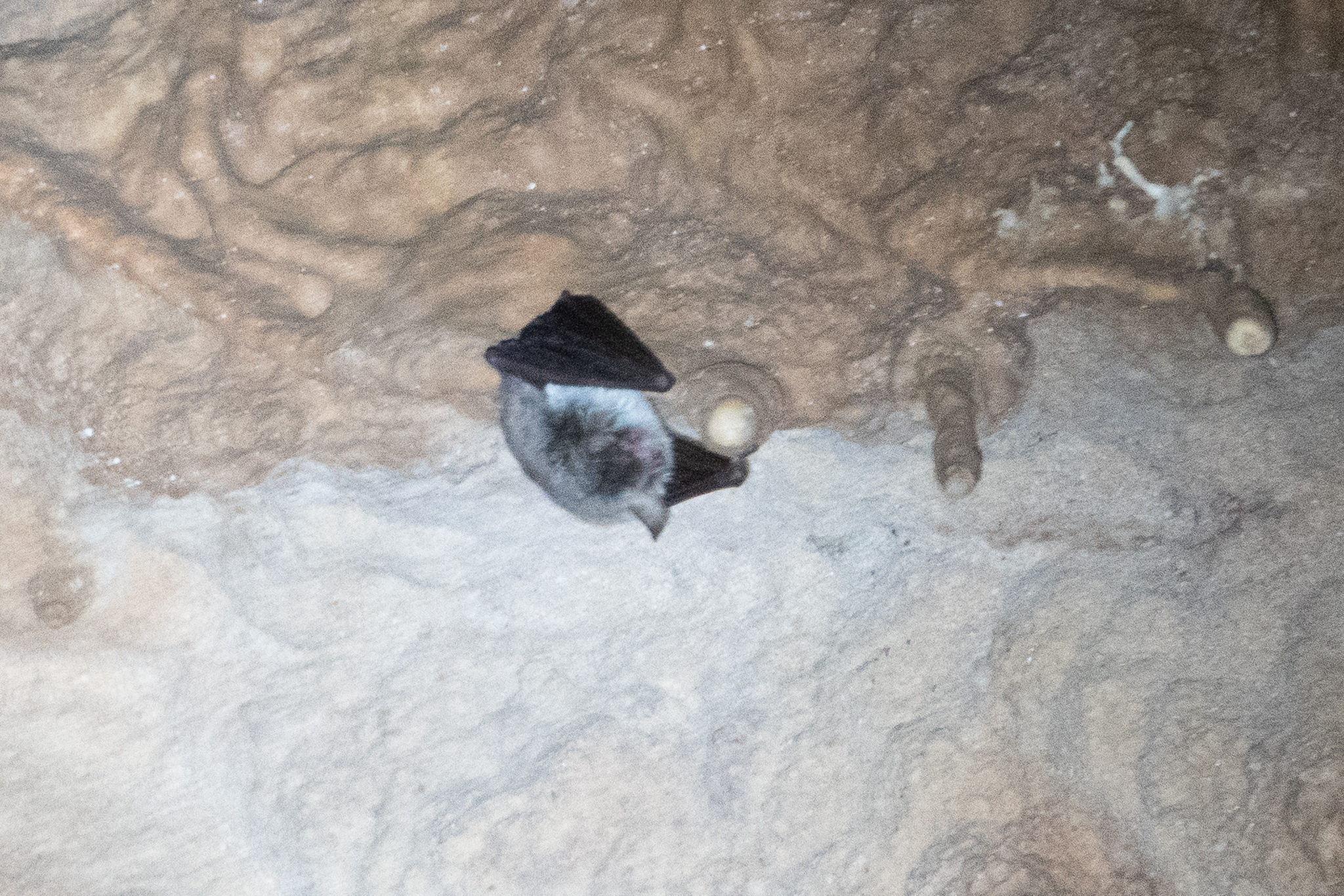 Zenati Myotis photo 7