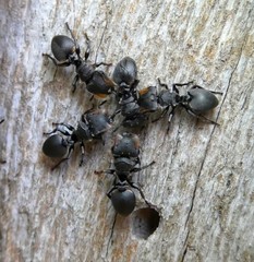 Cephalotes multispinosus