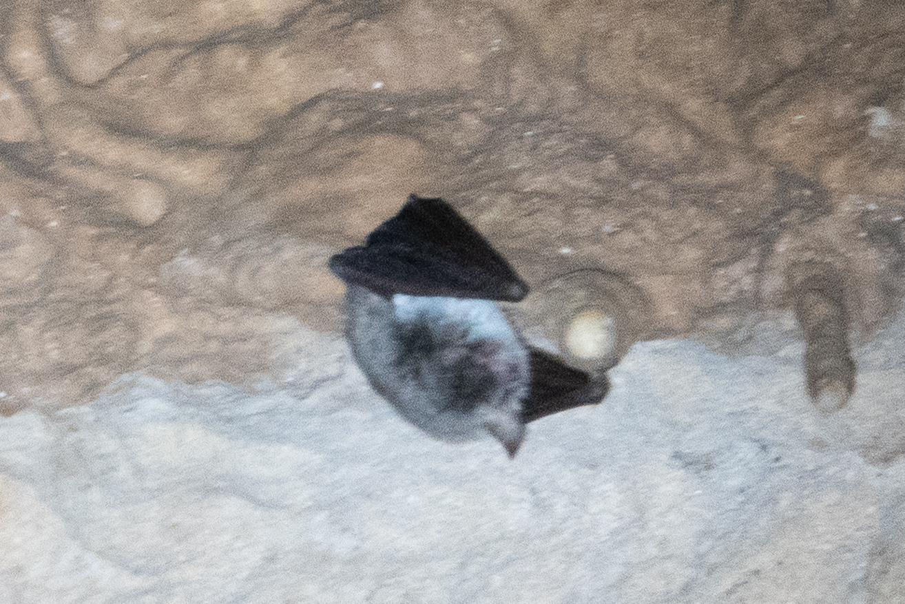 Zenati Myotis photo 6