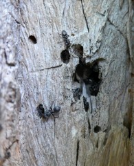 Cephalotes multispinosus