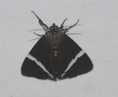 Coenotoca subaspersa