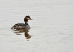 Podiceps cristatus