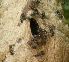 Polybia plebeja
