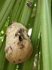 Polybia plebeja
