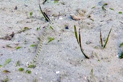 Corythoichthys flavofasciatus