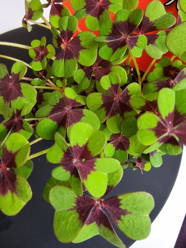 Oxalis tetraphylla