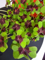 Oxalis tetraphylla