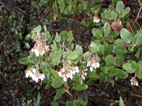 Arctostaphylos rudis, photograph 4