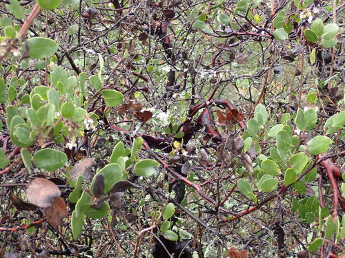 Arctostaphylos rudis, photograph 5