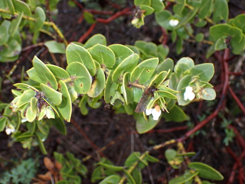 La Purisima Manzanita (Arctostaphylos purissima)
