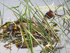 Podiceps cristatus