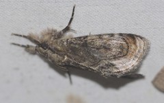 Zalissa catocalina
