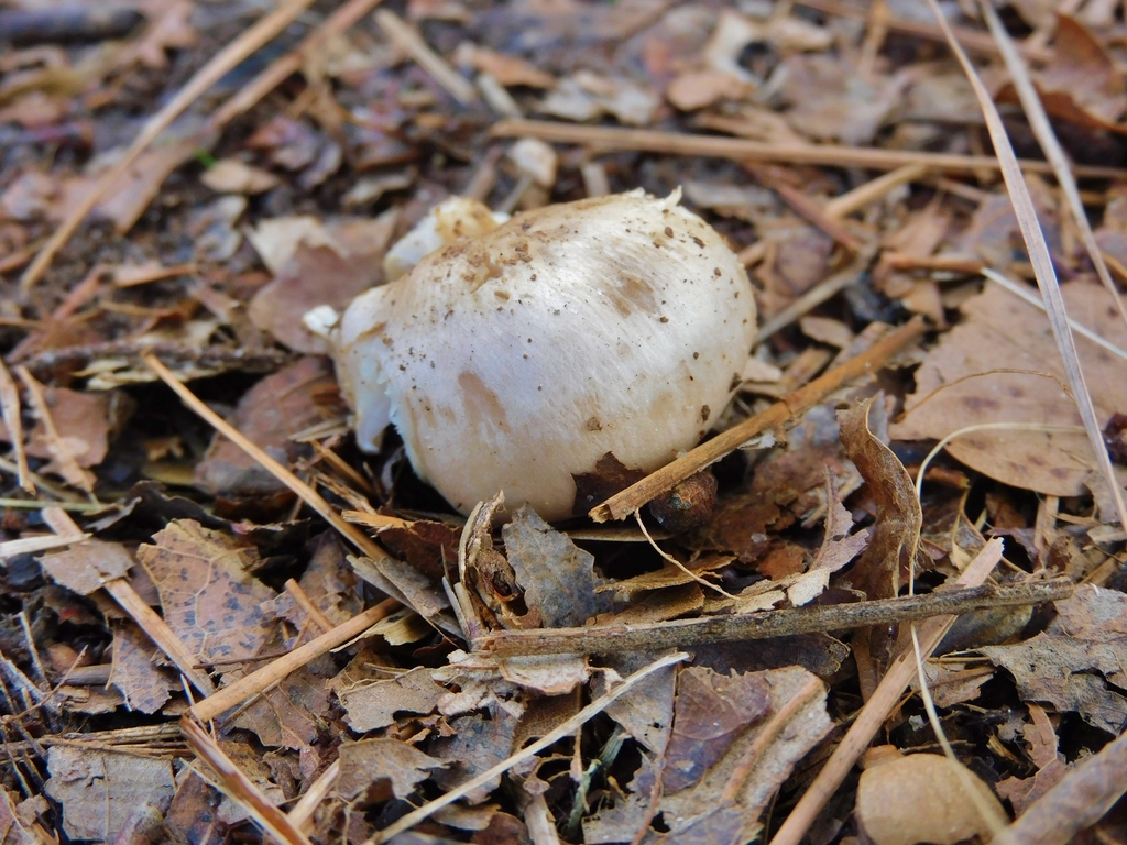 Entoloma abortivum · December 2025 · photo: © aconfer (iNaturalist, cc-by-nc)