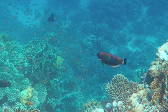 Pseudodax moluccanus