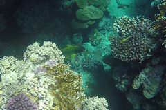 Plectorhinchus gaterinus