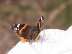 Vanessa atalanta