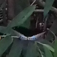 Lexias