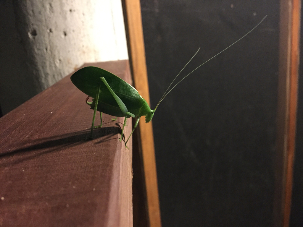 Yucatan Katydid