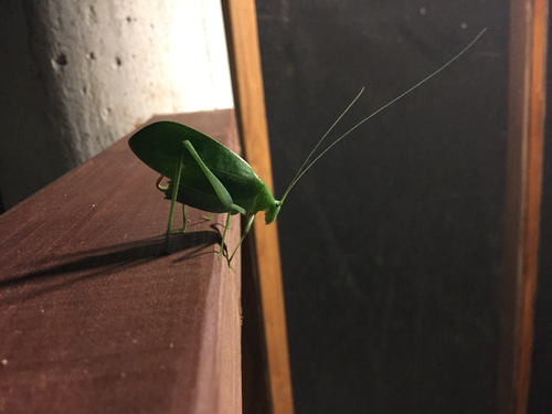 Yucatan Katydid