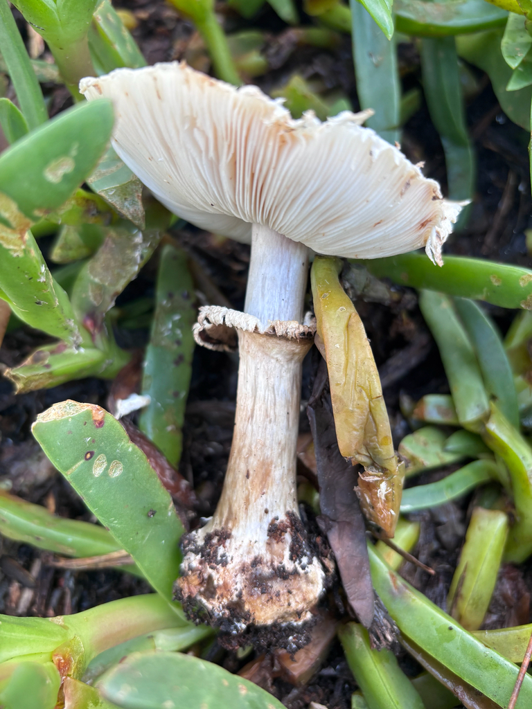 Chlorophyllum brunneum · December 2025 · photo: © reago (iNaturalist, cc-by)