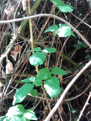 Boquila trifoliolata