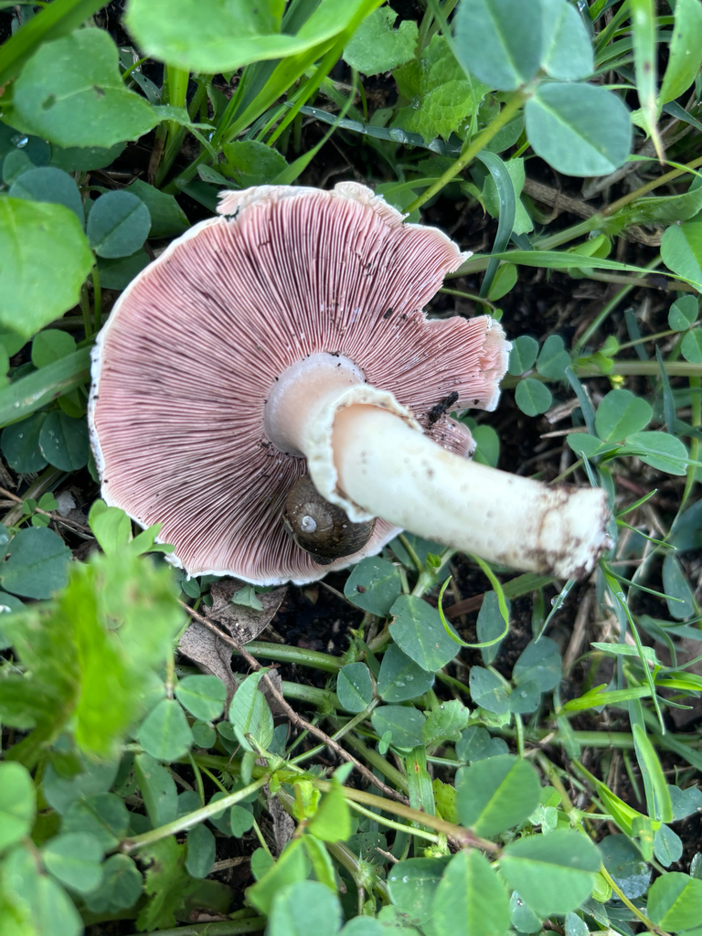 Agaricus californicus