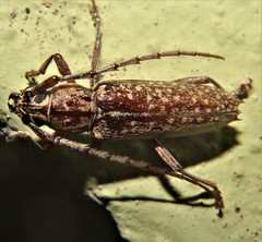 Elaphidion conspersum