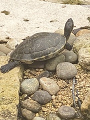 Trachemys venusta iversoni