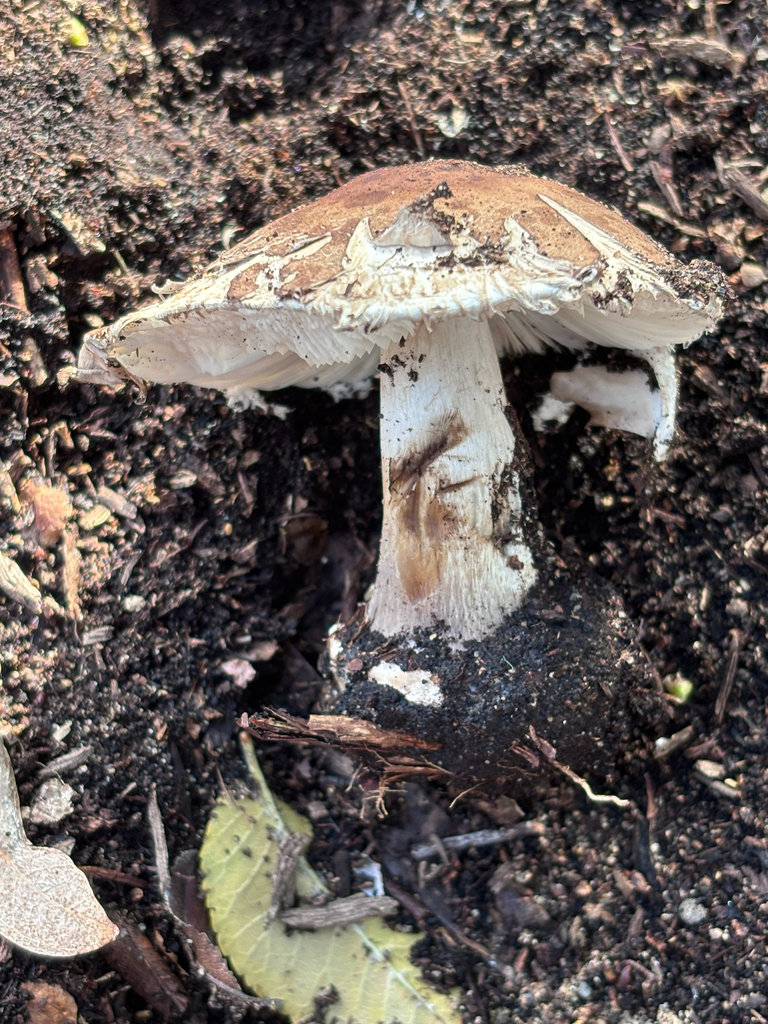 Chlorophyllum brunneum · December 2025 · photo: © reago (iNaturalist, cc-by)