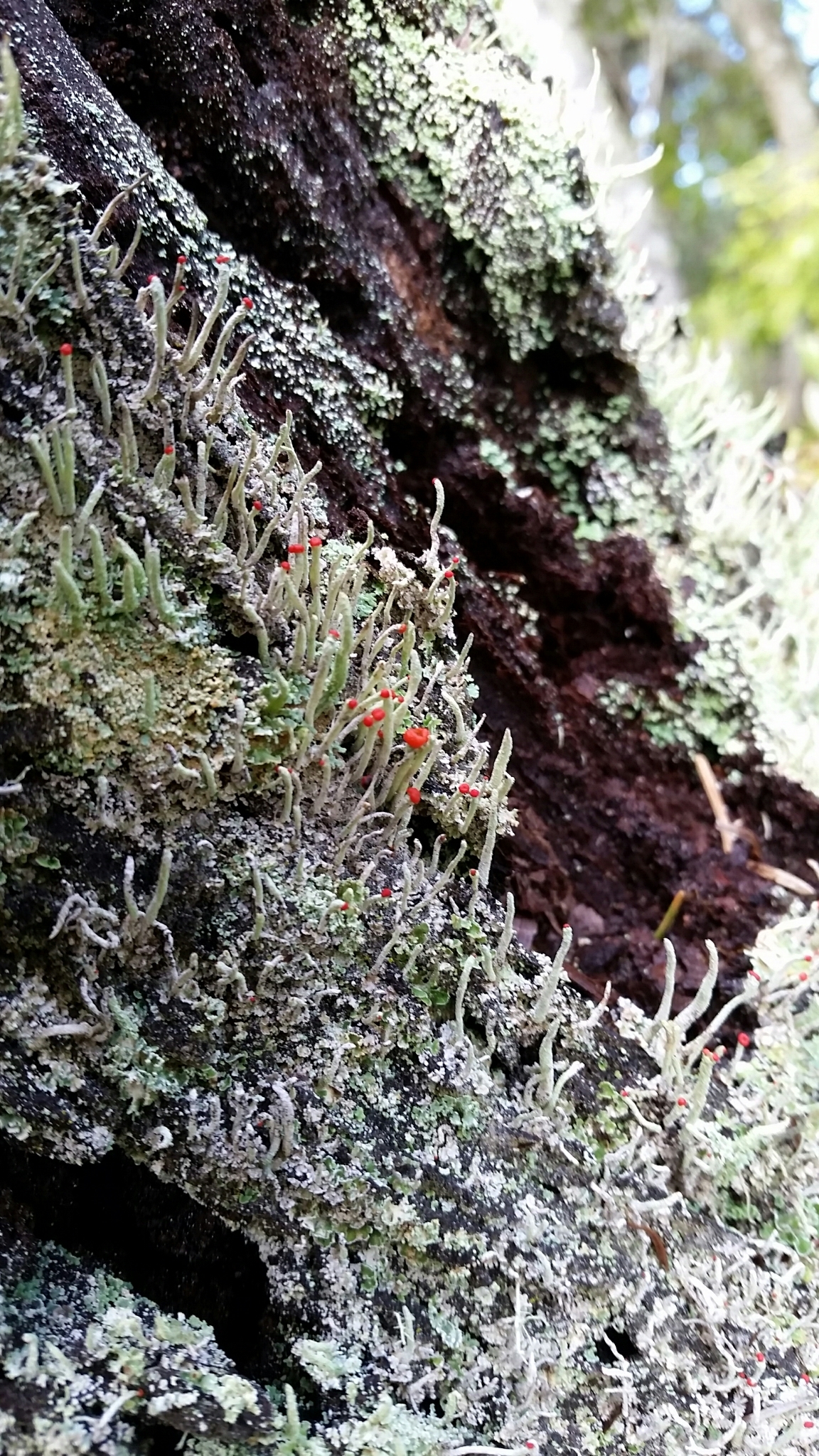 Cladonia image