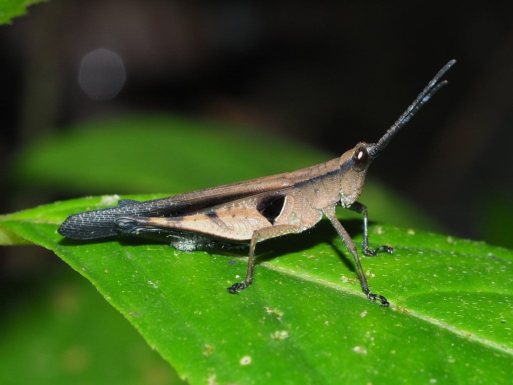 Xiphiola cyanoptera