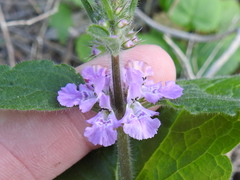 Stachys drummondii