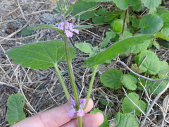 Stachys drummondii