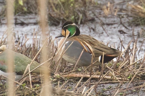 Cerceta del Baikal (Sibirionetta formosa)