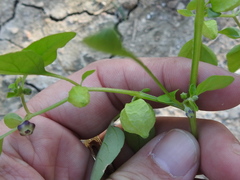 Physalis solanacea