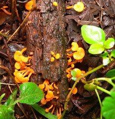 Favolaschia calocera