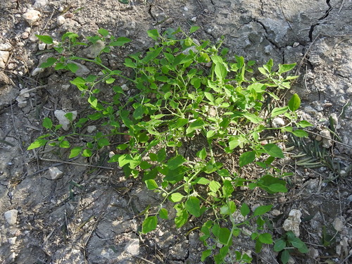Image of Physalis solanacea by (c) Sam Kieschnick, some rights reserved (CC BY)