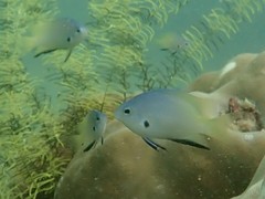 Pomacentrus nigromanus