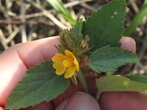 Malvastrum americanum