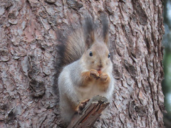 Sciurus vulgaris