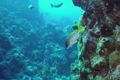 Plectorhinchus gaterinus