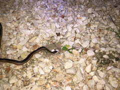 Coniophanes schmidti