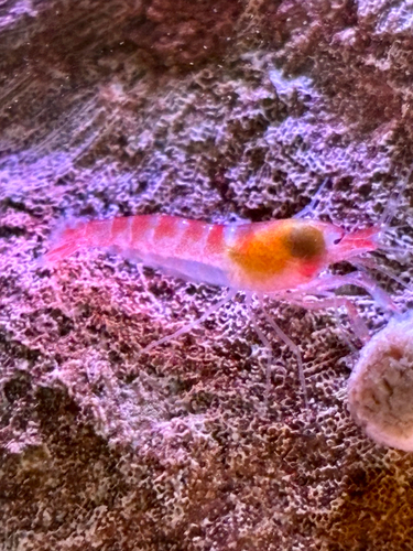 Metabetaeus lohena, 2025-12-24