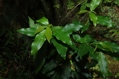 Croton verreauxii