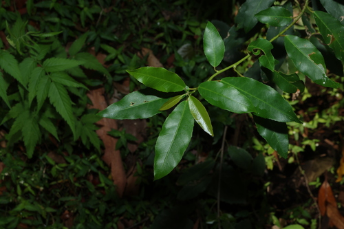 Croton verreauxii, photograph 1