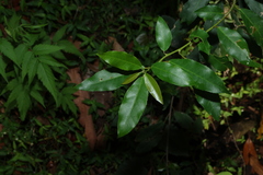 Croton verreauxii, photograph (c) Greg Tasney, some rights reserved (CC BY-SA)