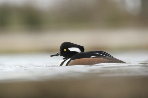 Serreta capuchona (Lophodytes cucullatus)