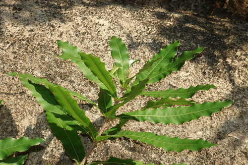 Macadamia tetraphylla, photograph 4